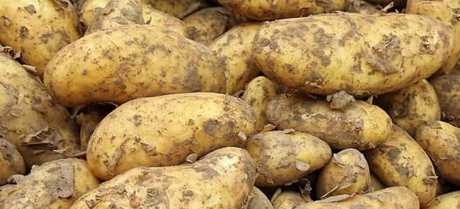 История картофеля фри Кто нашел картошку